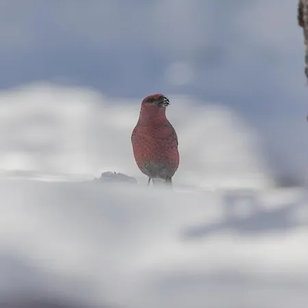 Private Island Vesi - The White Blue Wilderness בית נופש