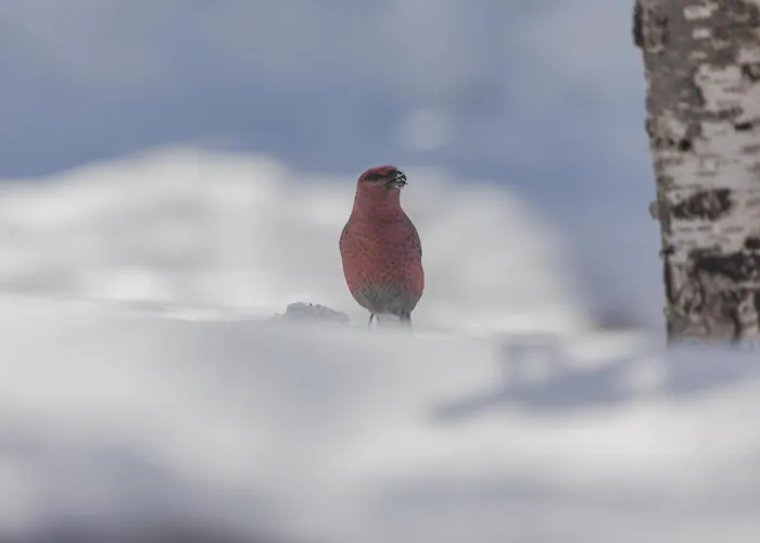 Vesi - The White Blue Wilderness 펜션